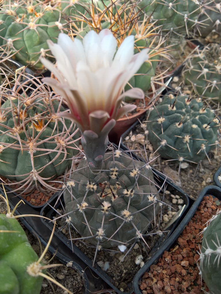 Gymnocalycium esperanzae Tom 09-436_1